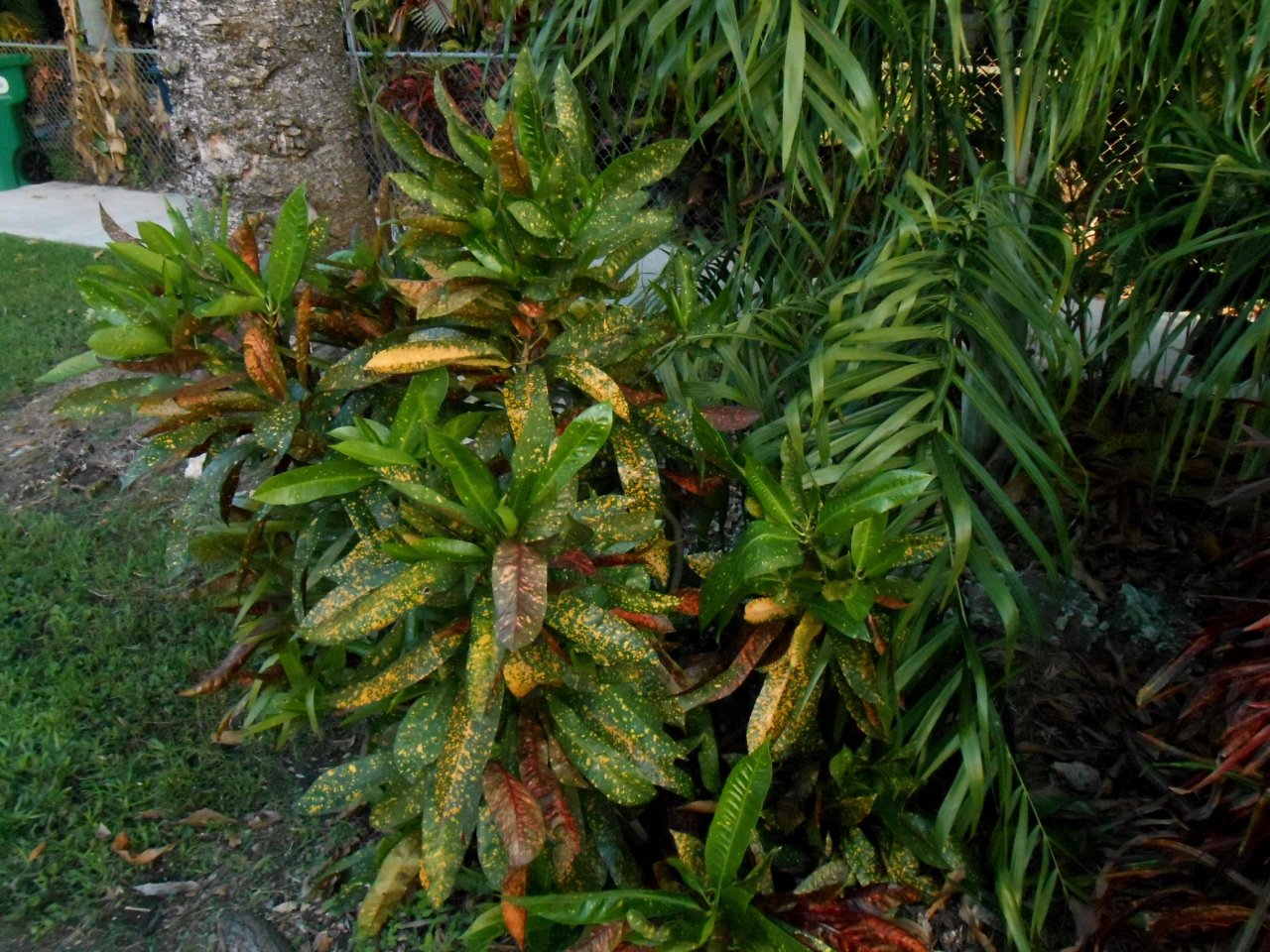 Acubeafolia.JPG