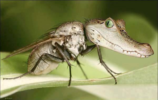 Florida Mosquito.jpg