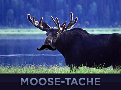 moose-tache.jpg