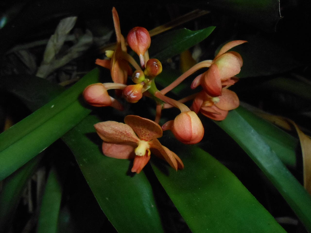 Orchid 2.jpg