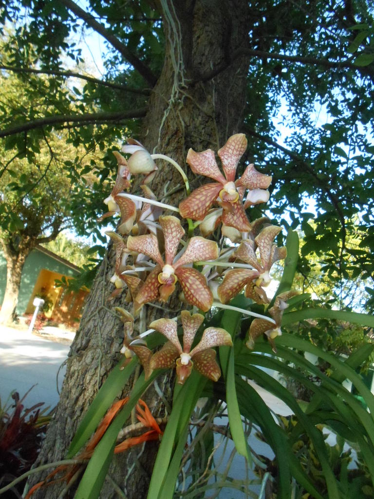 Orchid C.jpg