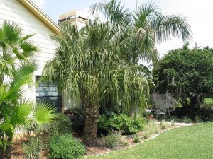 Australian Ribbon palm by the side of the house_JPG.jpg