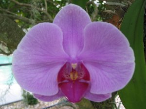 Purple Orchid 1.jpg