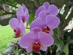 Purple Orchid cluster 2.jpg