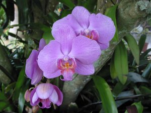 Purple Orchid cluster.jpg