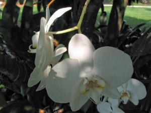 white orchid cluster.jpg