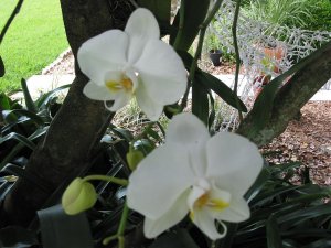 White Orchid pair.jpg