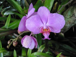 Orchid 1.jpg