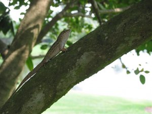 lizzard in Ligustrum tree.jpg
