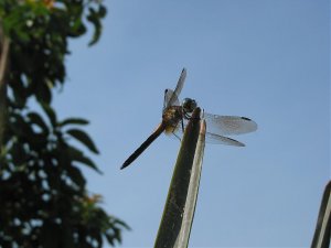 Dragonfly 6.jpg