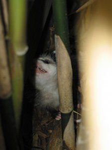 Possum in fence 1.jpg