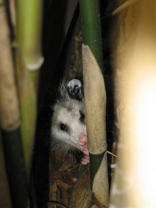 Possum in fence 2.jpg