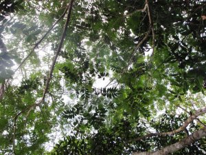 Bela vista canopy capoeira 2.jpg