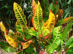 IMG_8226a.jpg