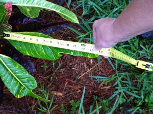 charles rutherford 5-17-12 leaf measurement.JPG