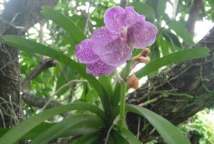 Orchid #4.JPG
