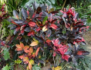 11 MRS ICETON aka IMPERIALIS or APPLE LEAF.jpg