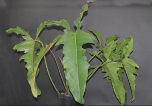 Philodendron longilobatum%27Leylano Miyano%27.png