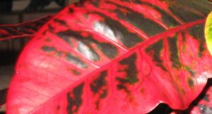 Gloriosa leaf close up.jpg