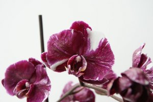 phalaenopsis_3.JPG