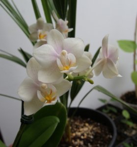 phalaenopsis_1.JPG