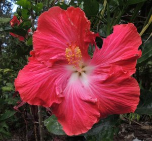 Hibiscus red with white center Angela.jpg