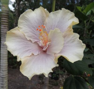 Hibiscus Felicia ANgela.jpg
