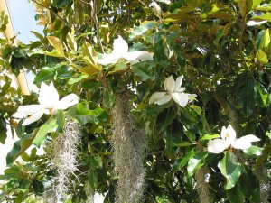 Magnolia flowers.jpg