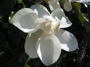 Magnolia flower 2.jpg