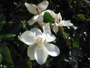 Magnolia flower 3.jpg