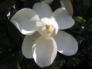 Magnolia flower 4.jpg