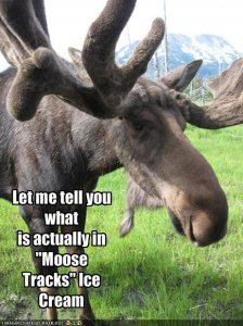 moose 2.jpg