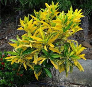 04 NOT UNCOMMON FOR SOME LEAVES TO MORPH INTO A DOMINATE YELLOW.jpg