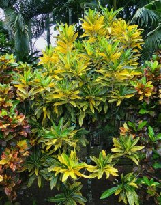 06 MORTII IS A TALL GROWING CROTON VARIETY...  FLANKED HERE BY STEWARTII BOOKENDS.JPG
