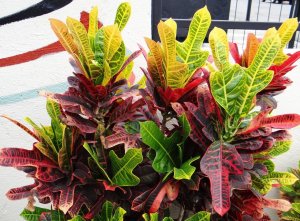 05 EXCELLENT - LEAF COLOR WILL MATURE FROM GREEN TO ORANGE & FINALLY RED.JPG