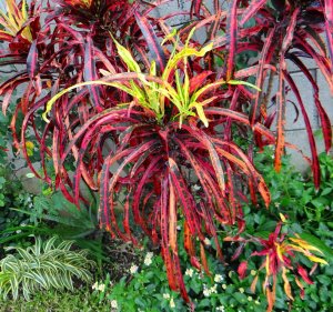 26 INTERRRUPTUM-THIS CLASSIC CROTON'S LINEAGE DATES BACK TO THE MID-1800s.JPG