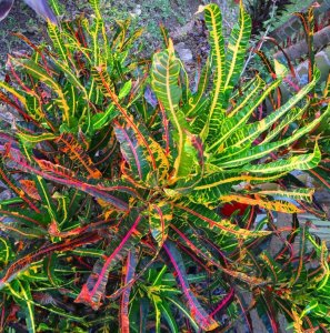 36 MULTICOLOR - RICHLY COLORED, SPORTING  ITS ODD-SHAPED & ELONGATED LEAVES.JPG