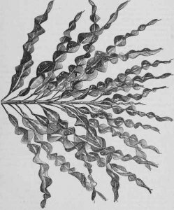 Spirale from 1876 article.jpg