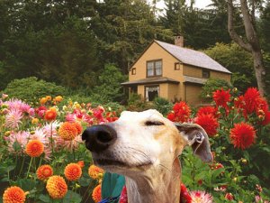 sniffing-flowers.jpg