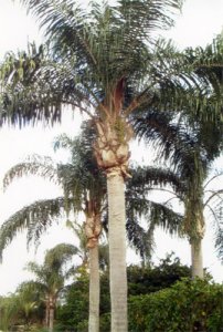 palmscan205.jpg