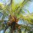 palmaceae