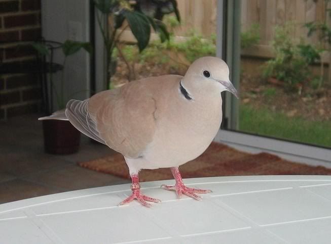 Peckerlookinggood.jpg